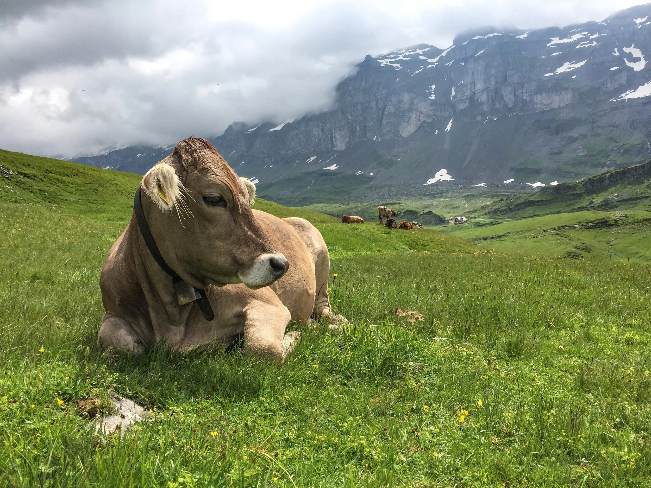 Frisches Rindfleisch