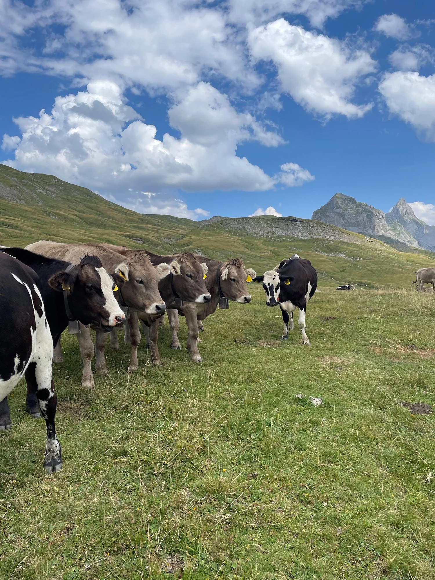 Frisches Fleisch vom Weiderind