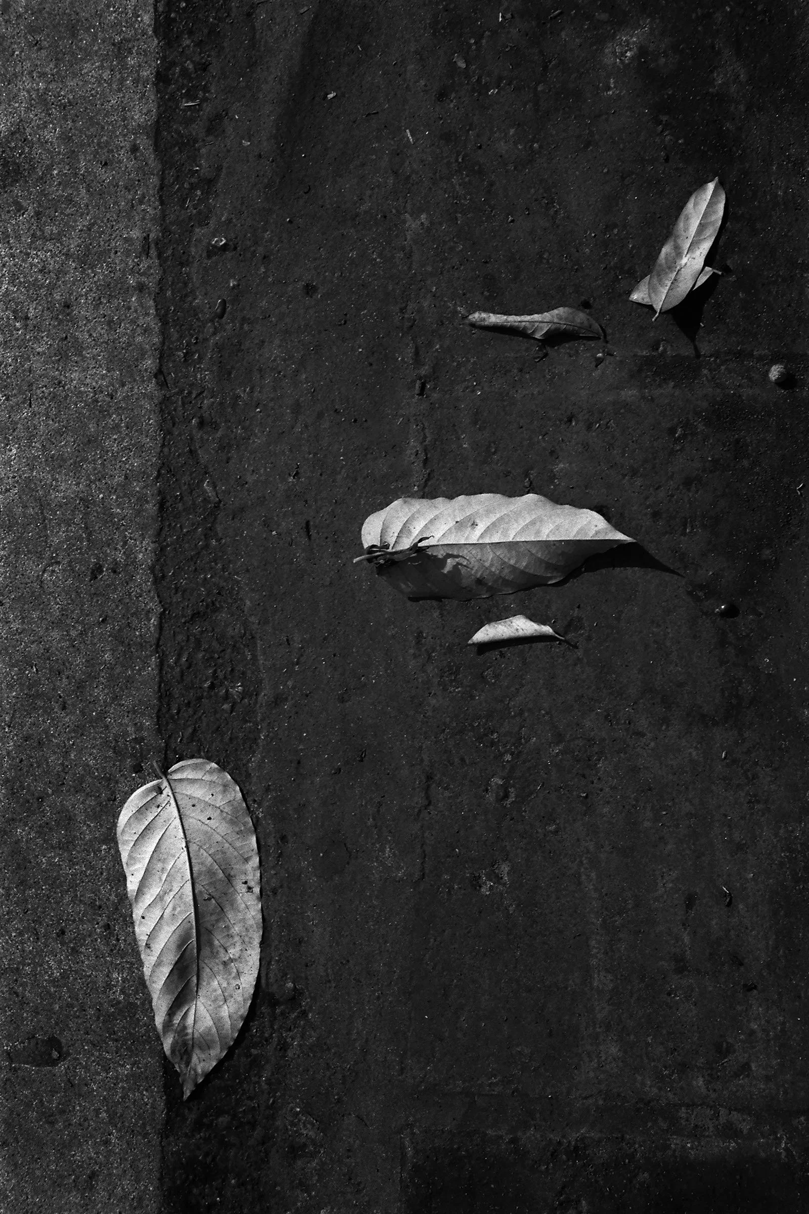 Street Leaves.jpeg