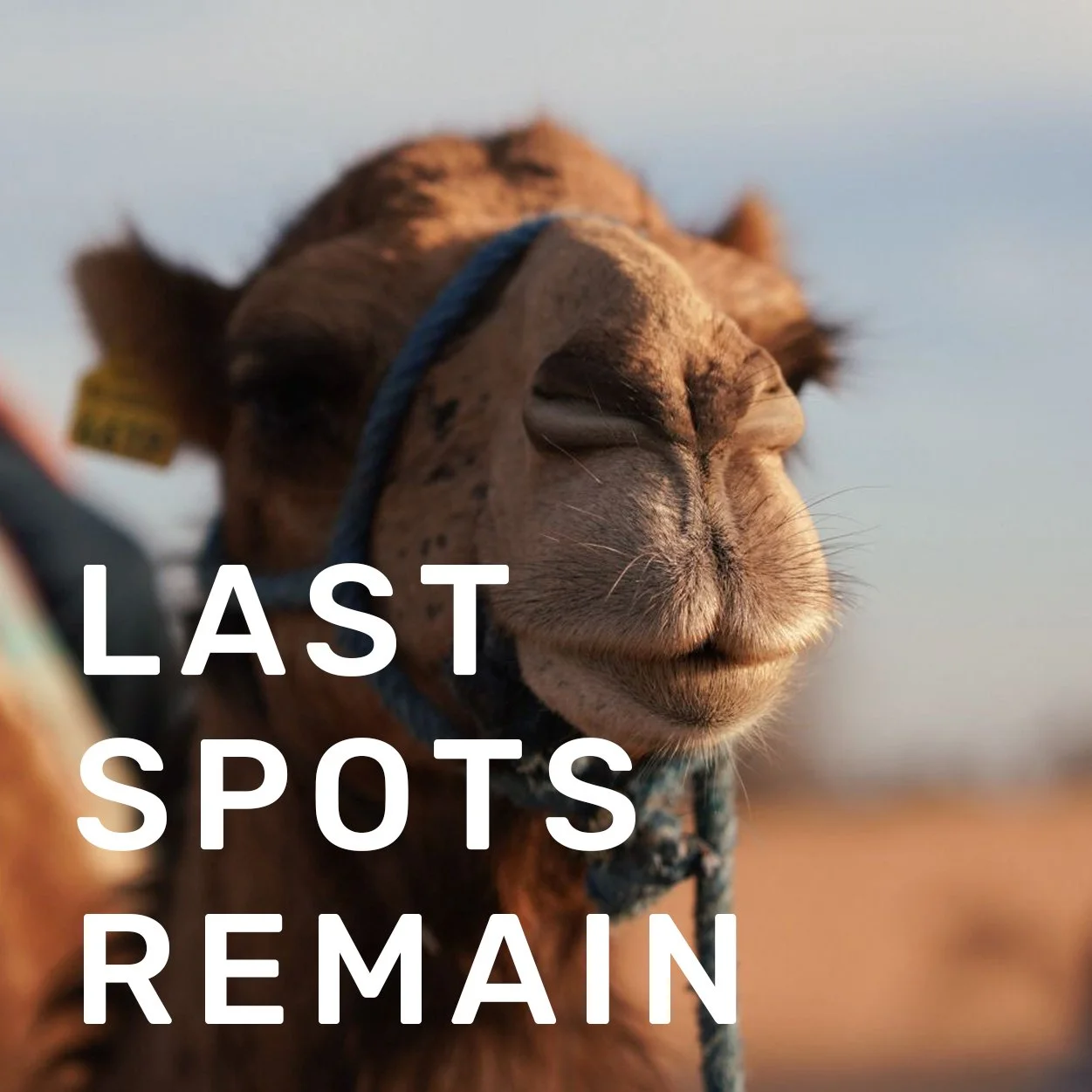 FEB 21-27, 2027 \ MARRAKECH, MOROCCO \ TRAVEL PAINTING & DRAWING