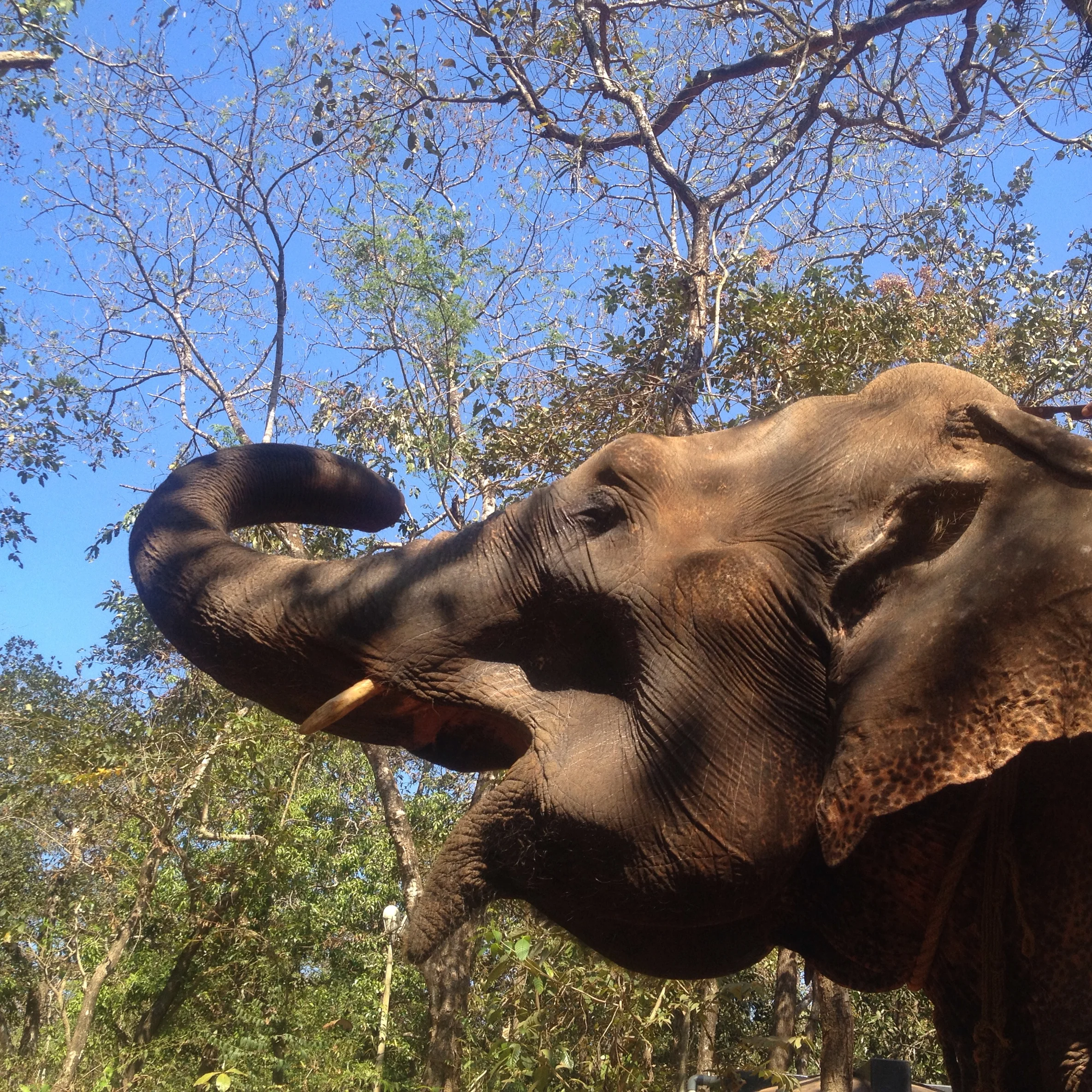 FEB 7-13, 2016<br>GOA, INDIA<br>FORM+FOCUS<br>ART & YOGA RETREAT