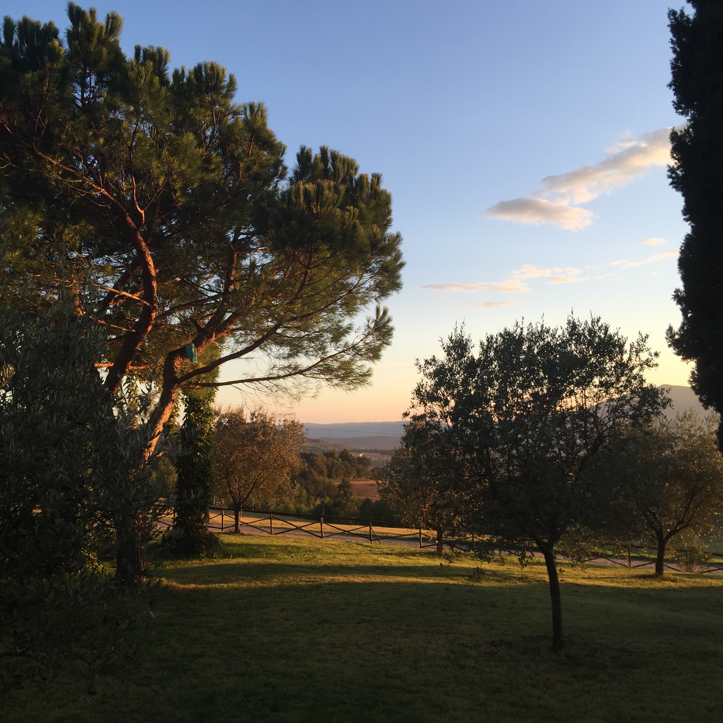 Olives and pines, Italy