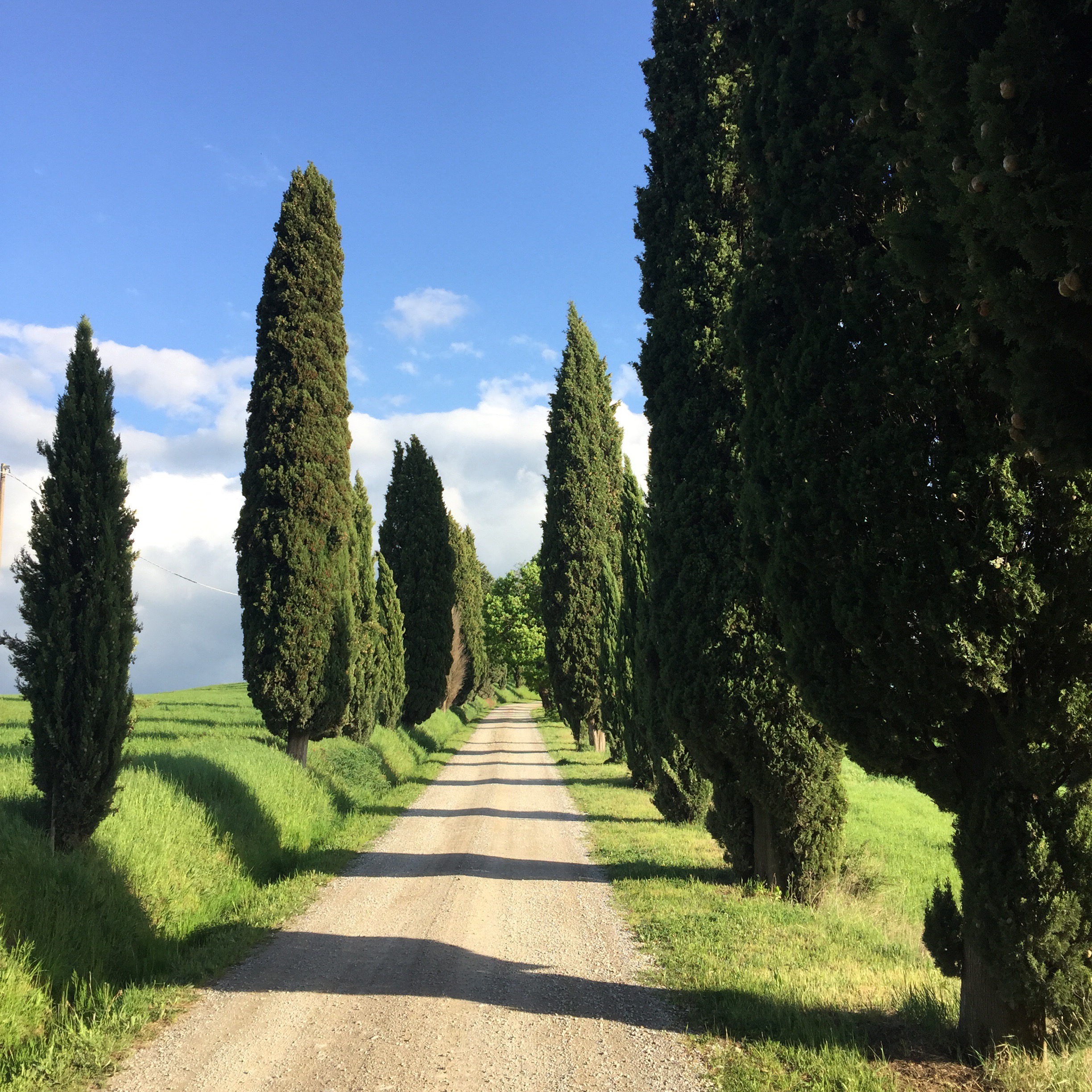 Cypress trees, Tuscan