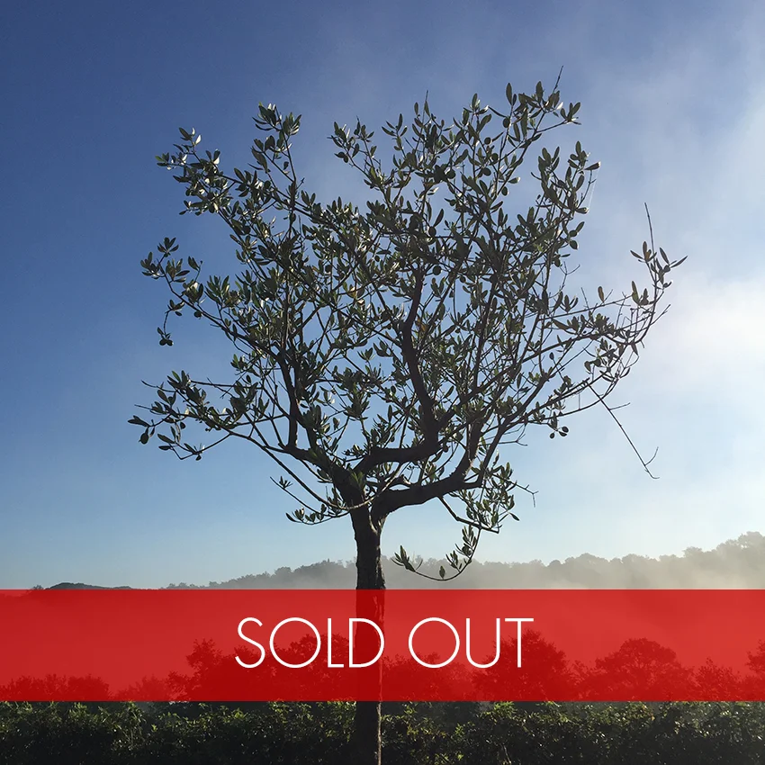 SOLDOUT tree.jpg