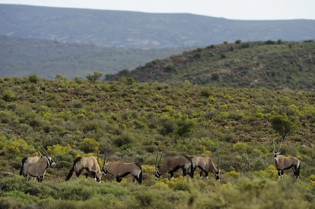 gallery-34-310-sanbona-wildlife-39-min.jpg