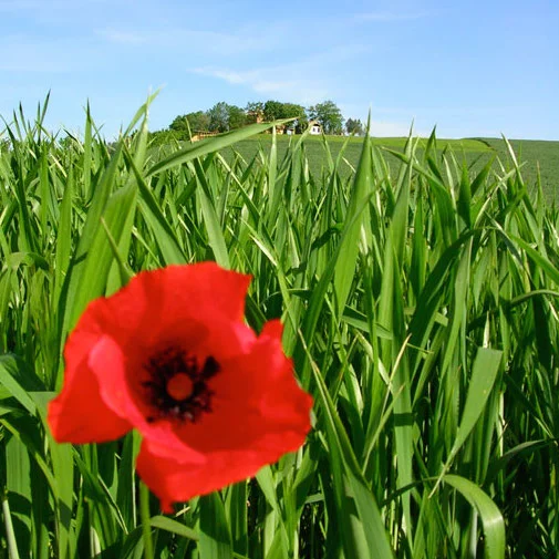 MAY 2-8, 2021 \ 7 DAY PAINTING &amp; DRAWING