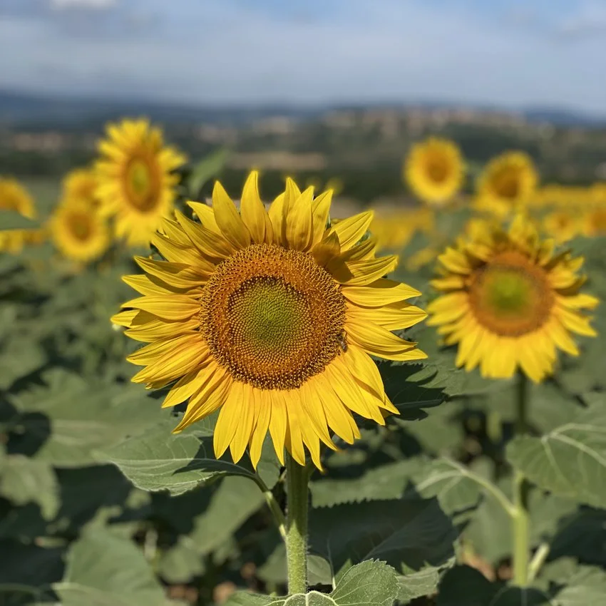 JUL 9-18, 2026 \ TUSCANY \ 10 DAY PAINTING & DRAWING