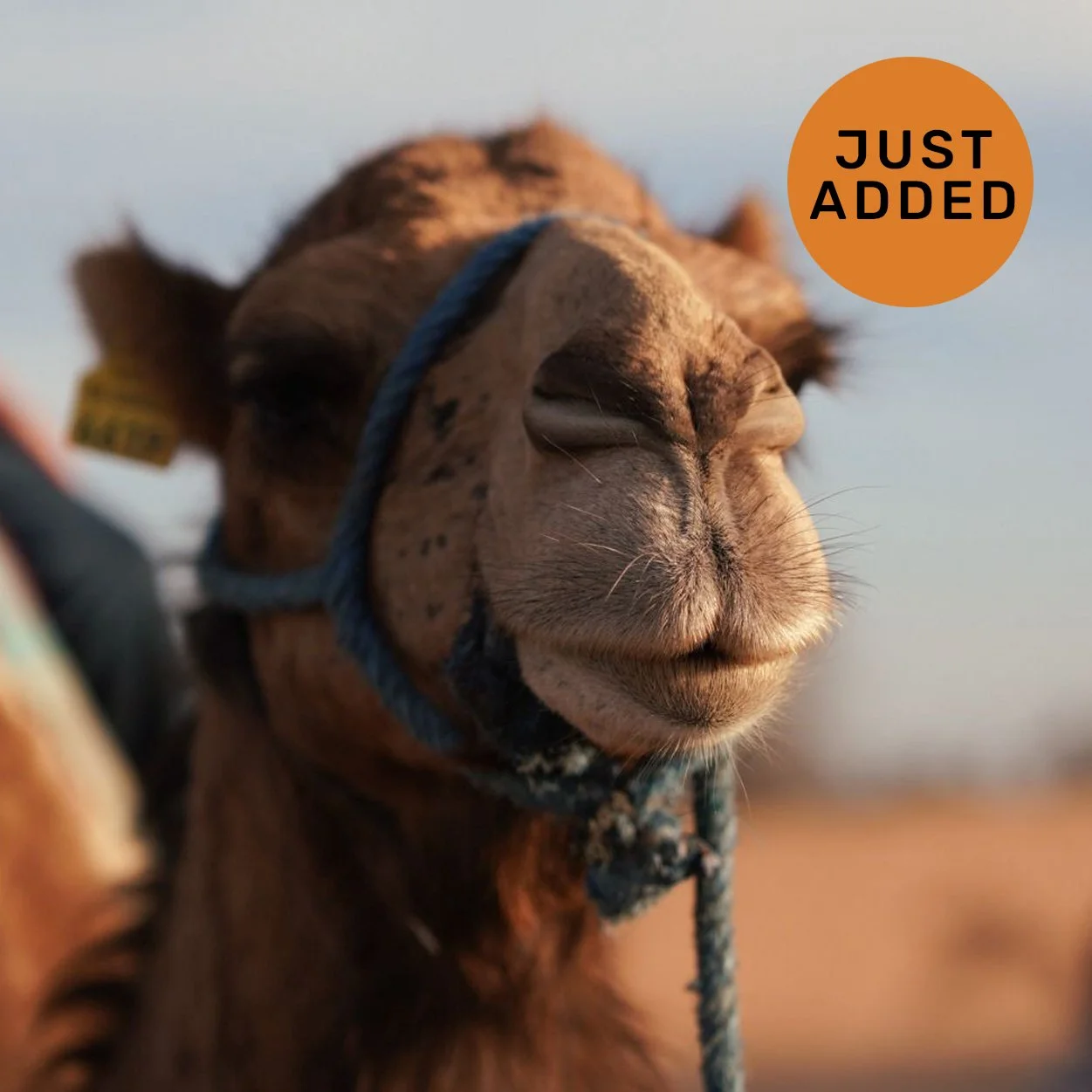 FEB 21-27, 2027 \ MARRAKECH, MOROCCO \ TRAVEL PAINTING & DRAWING