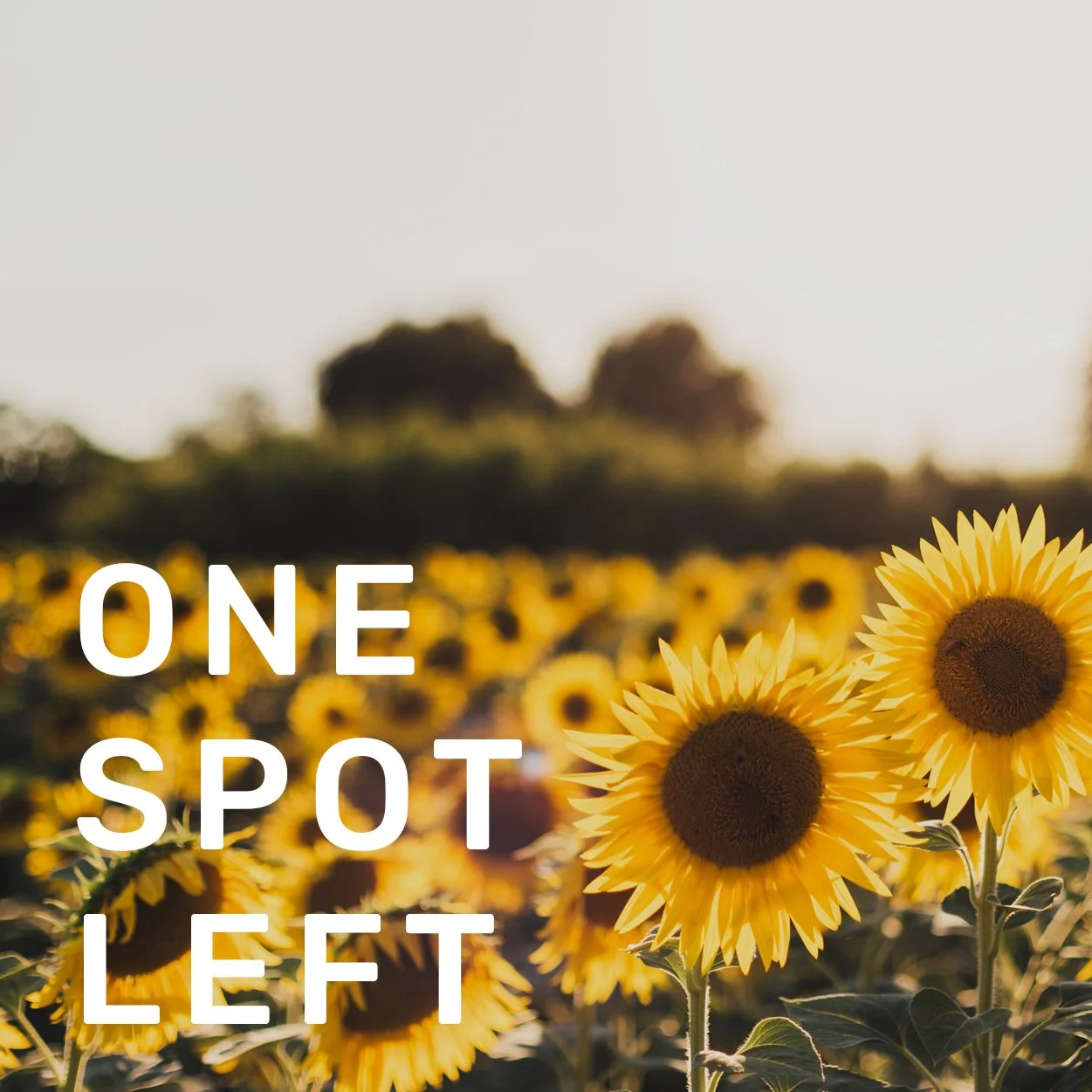 sunflowers_onespotleft.jpg