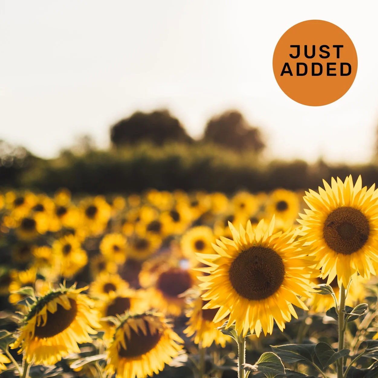 sunflowers_justadded.jpg