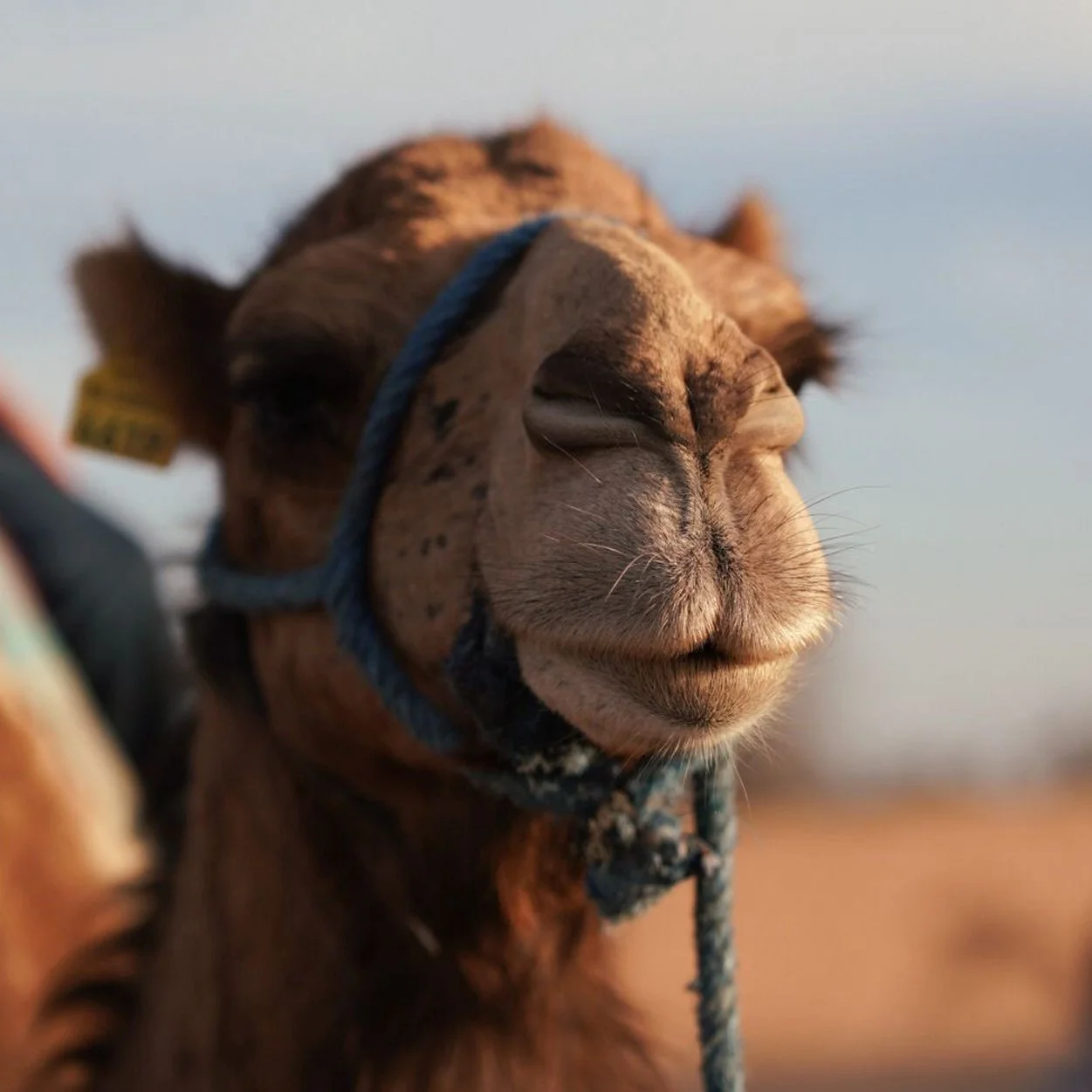 FEB 7-13, 2026 \ MARRAKECH, MOROCCO \ TRAVEL PAINTING & DRAWING