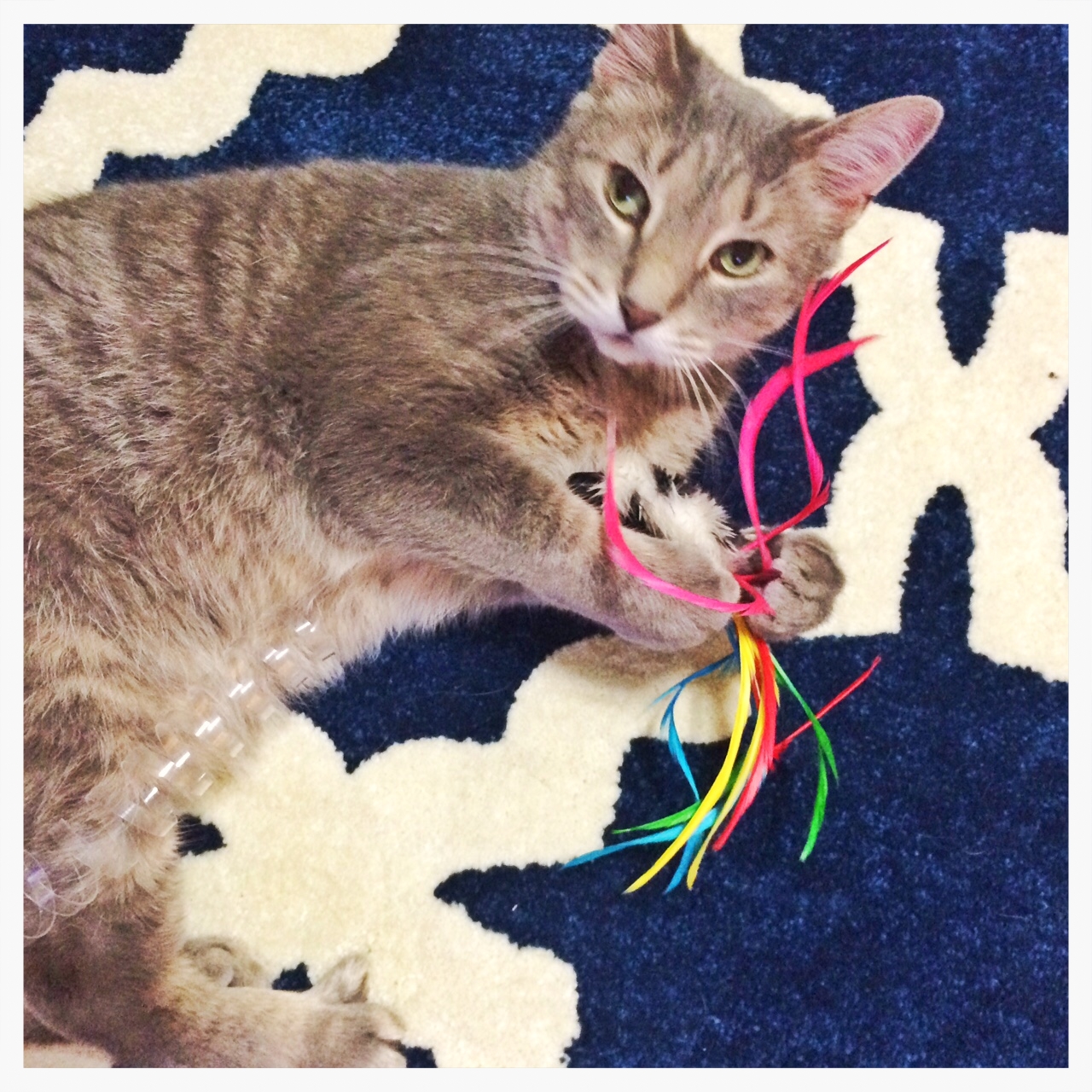 Hanging on to his fave toy