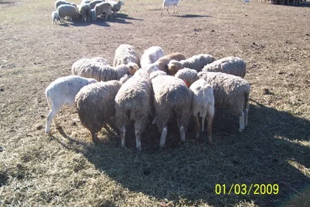 Hey guys, let me in..!.JPG