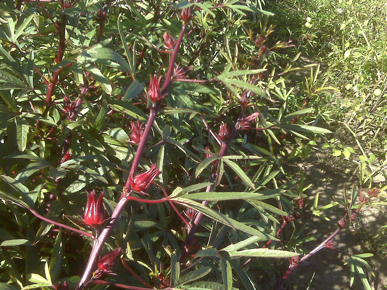 Hibiscus...tea time!.jpg