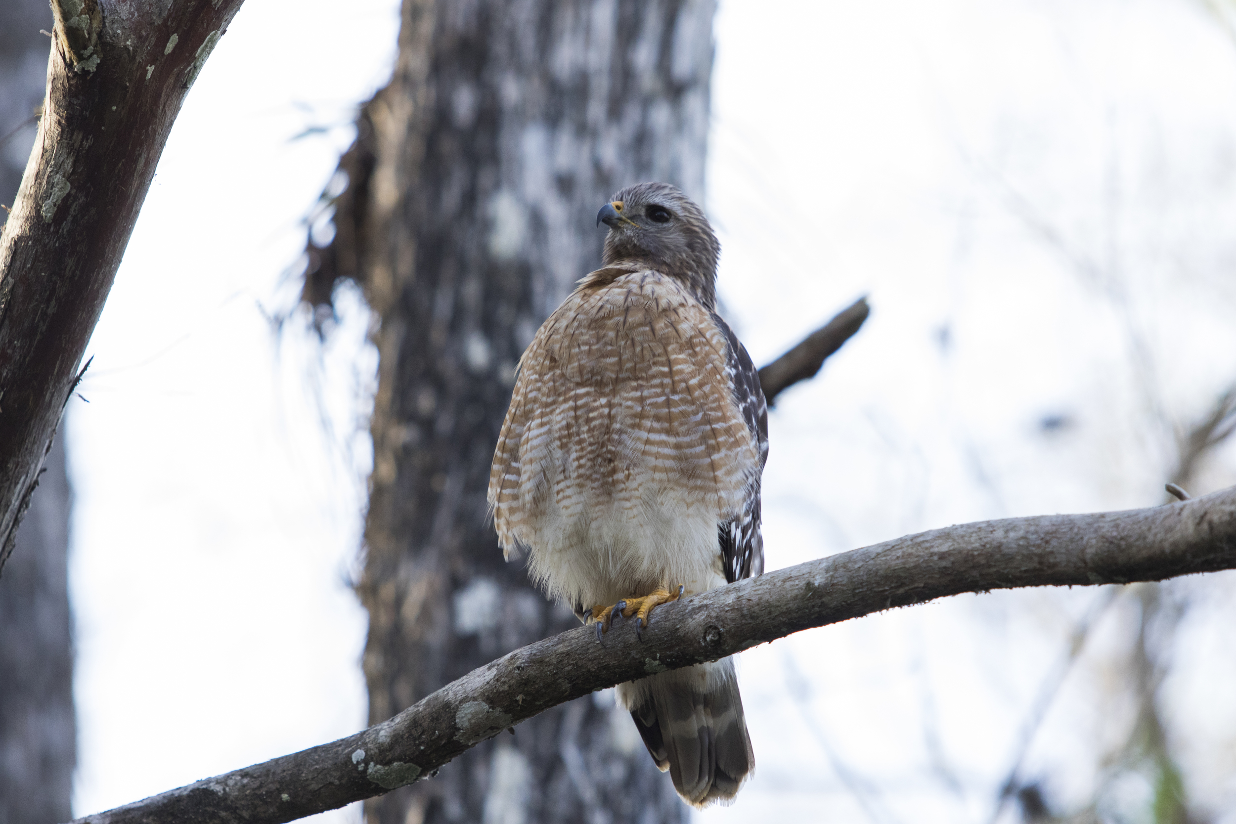 Red Shouldered Hawk