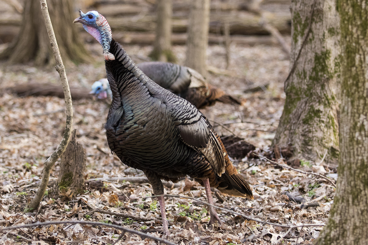 Wild turkeys in Radnor Lake Park