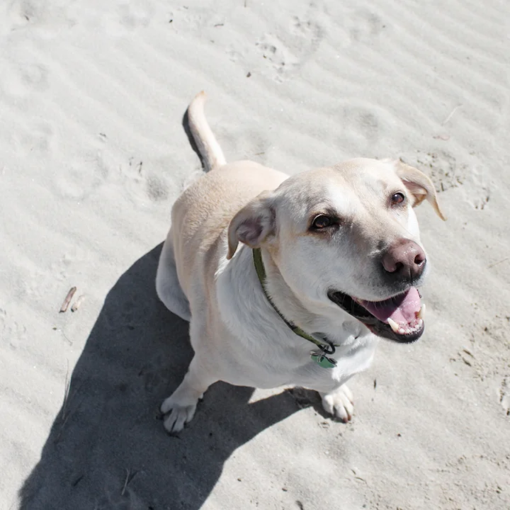 5 dog friendly vacation spots