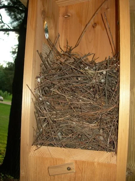 A jumbled pile of small sticks inside a very large wood duck nesting box.