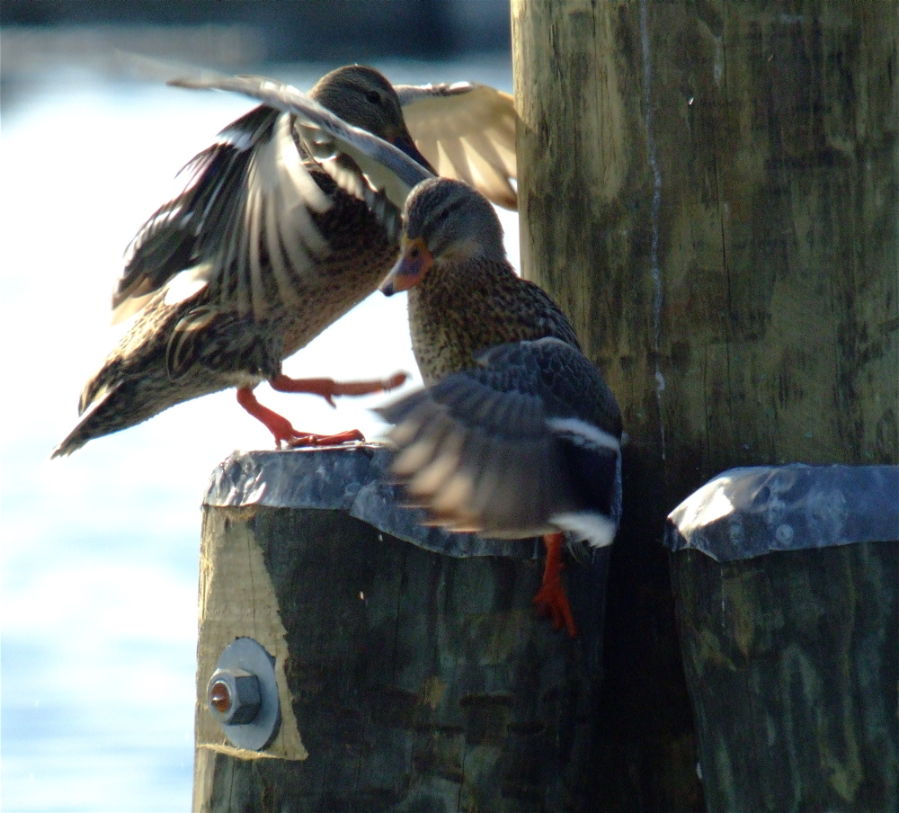 My First Digiscoped Image