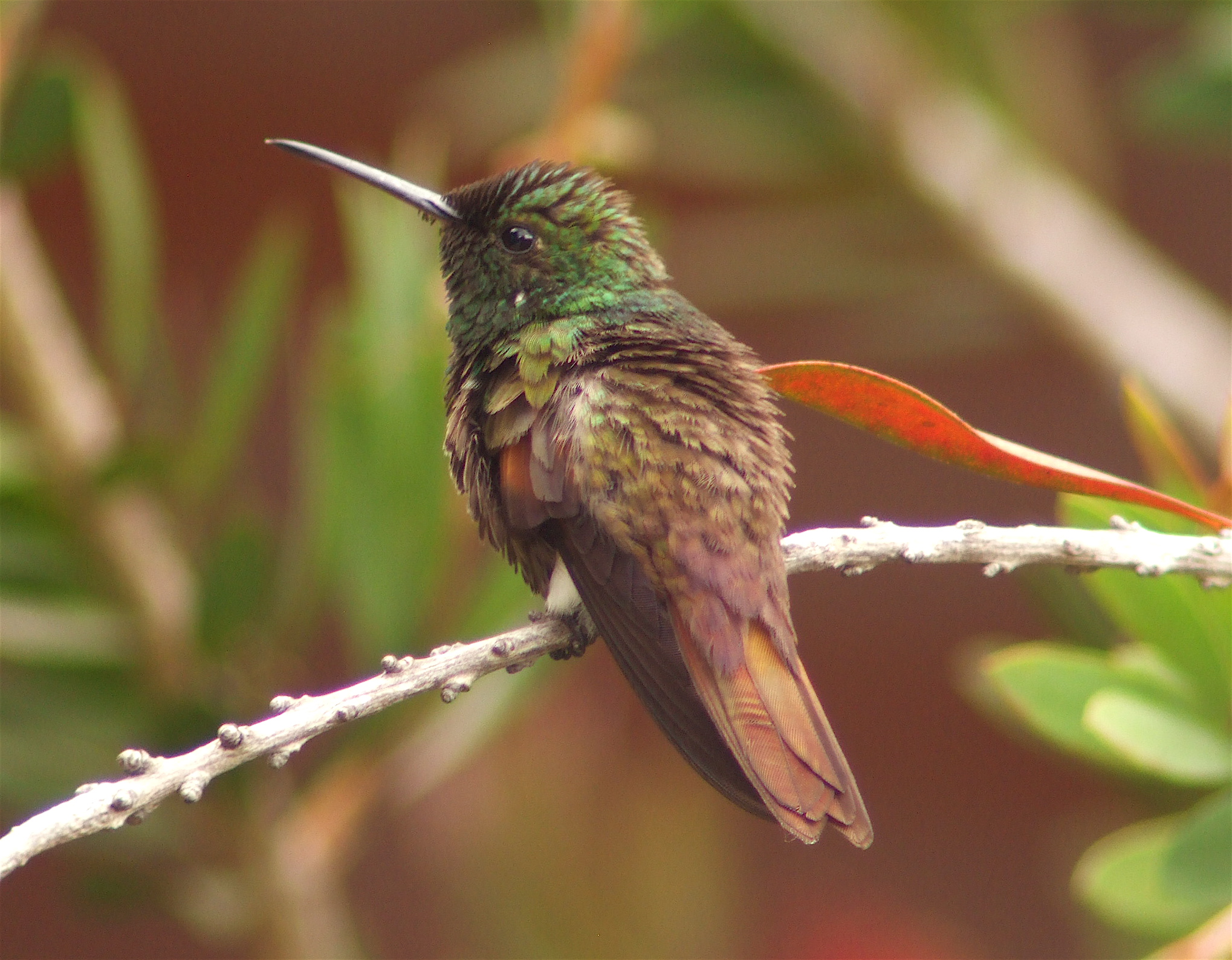 Beryline Hummingbird