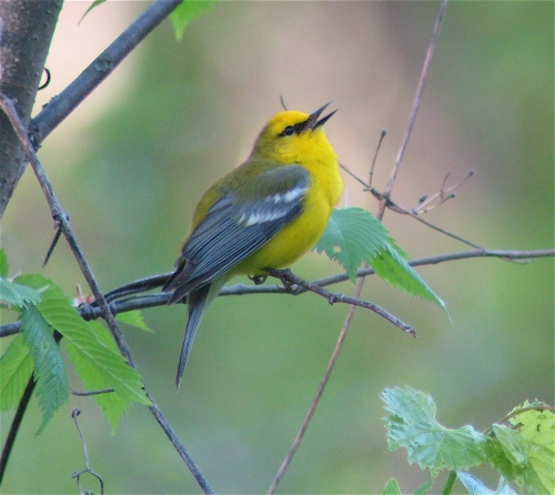 Blue-winged Warbler