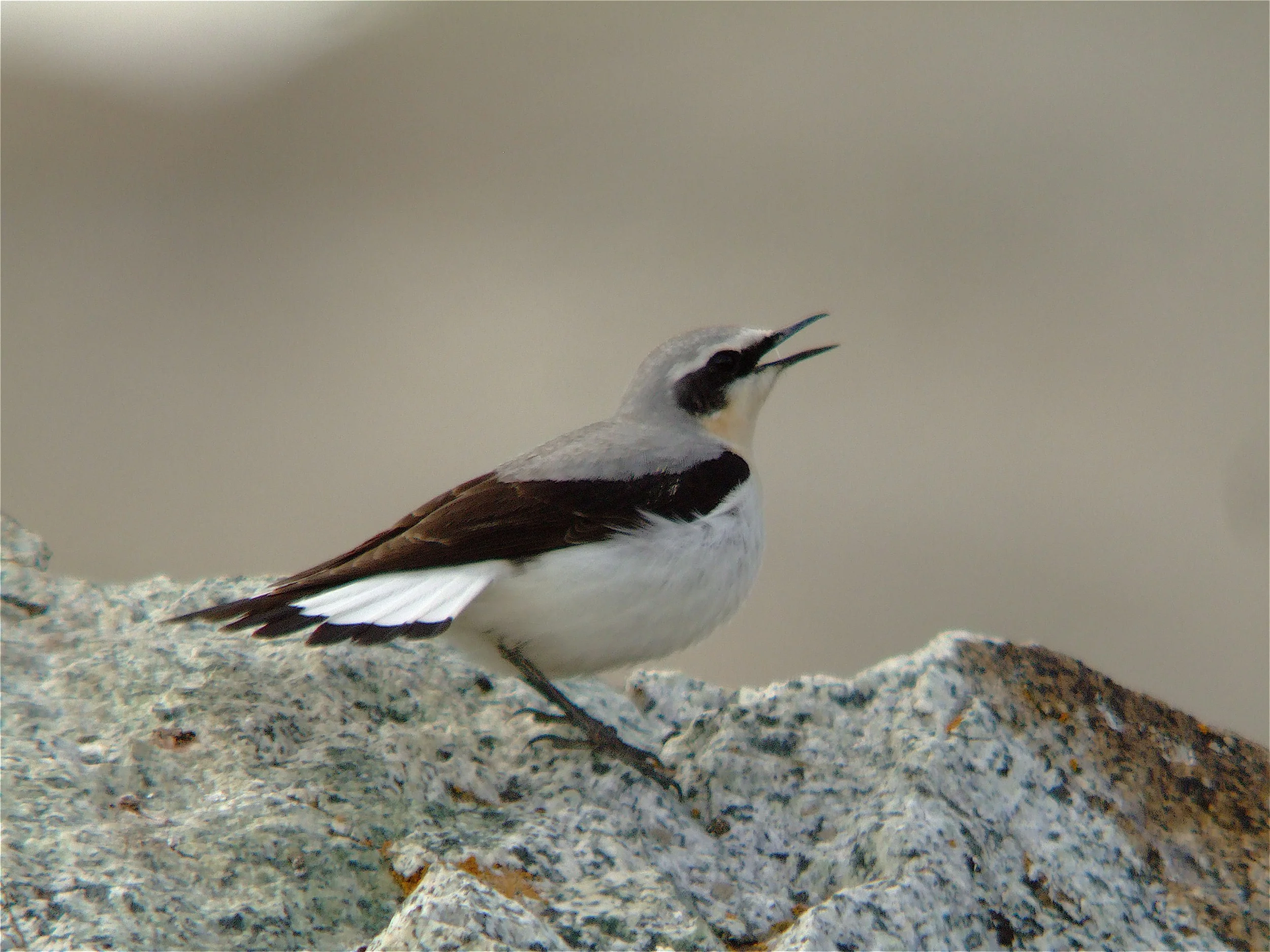 Northern Wheatear