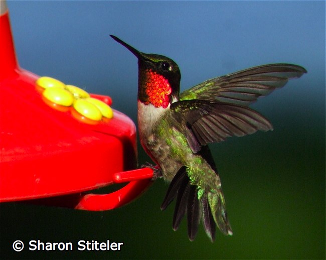 Ruby-throated Hummingbird