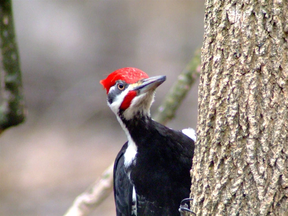 Pileated Woodpecker