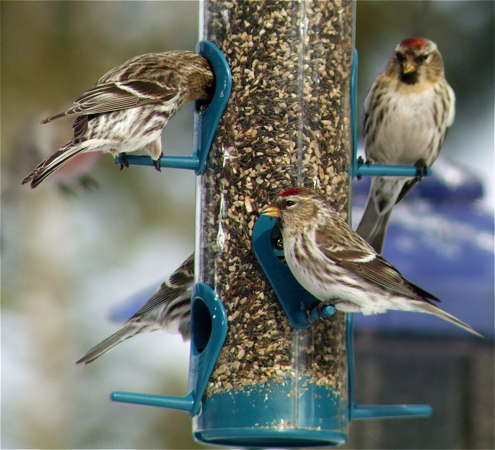 Common Redpolls