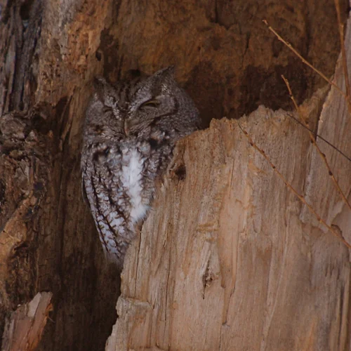 Birdchick Podcast #171 Owl Whisperer