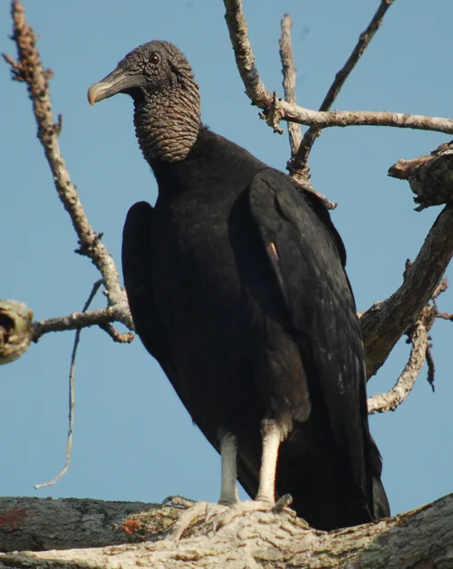 pan black vulture