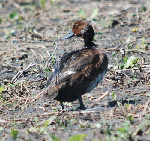 oiled duck