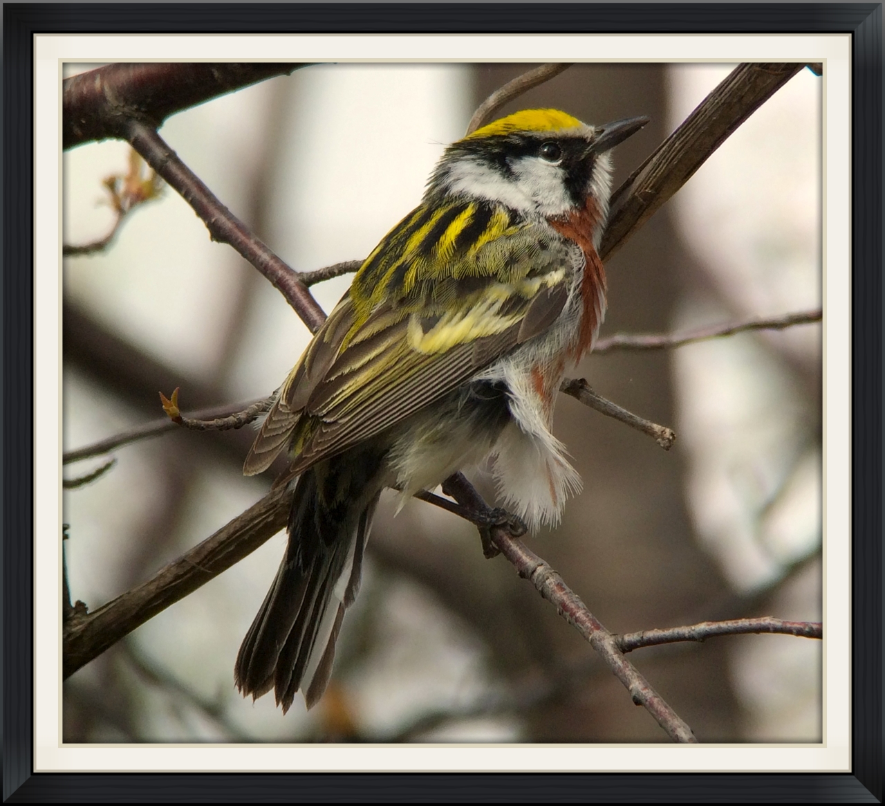 Chestnut-sided warbler digiscoped with an iPhone at Tawas Point.