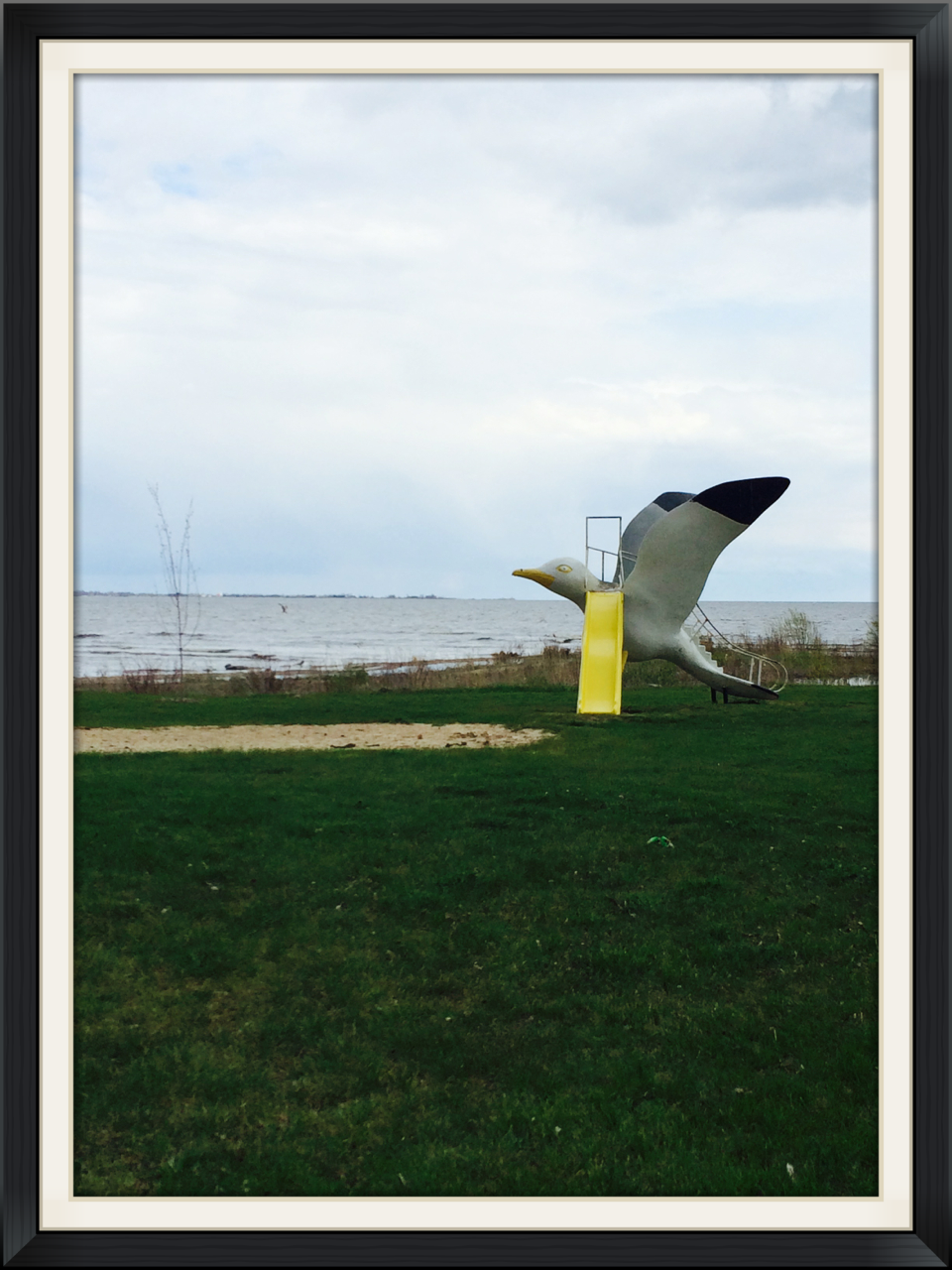 A "slidey-backed gull seen in Tawas, MI.