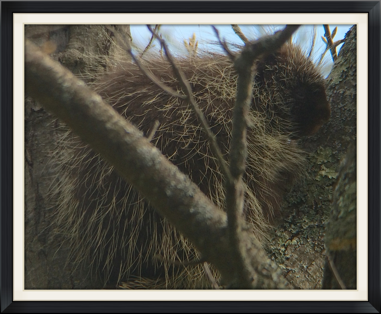 Porcupine found on the AuSable River Valley Trip.