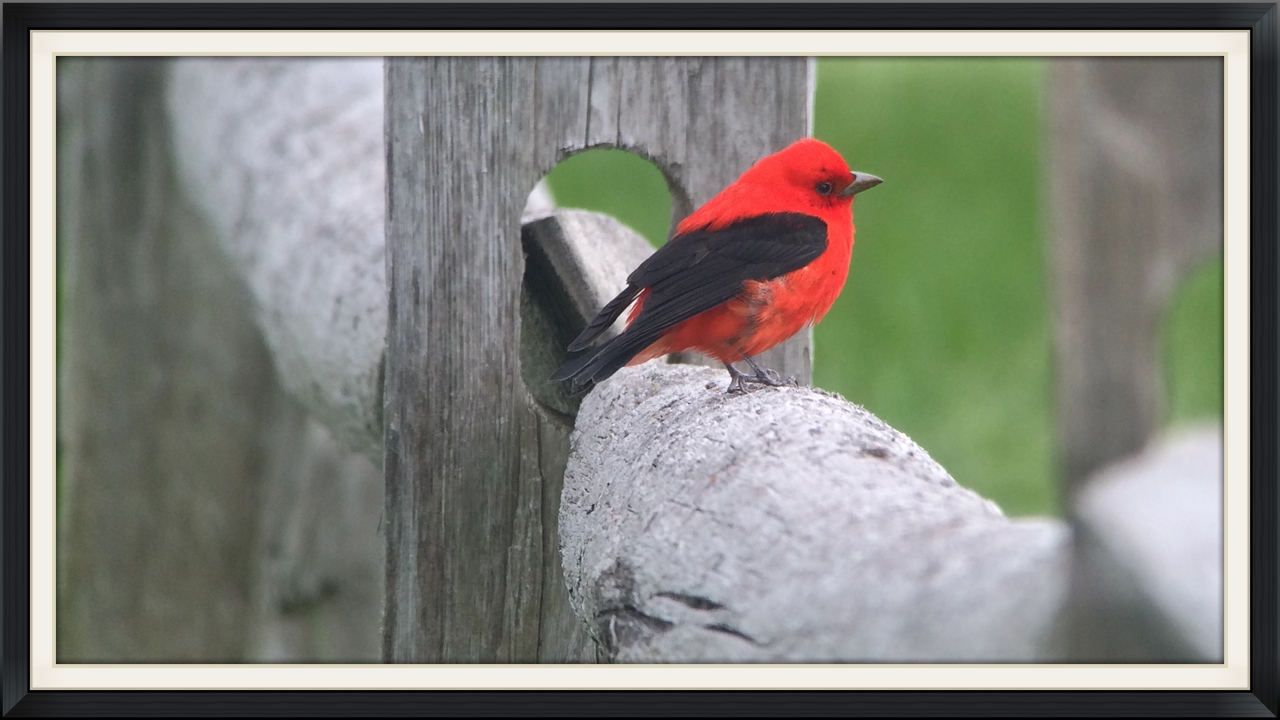 One of many scarlet tanagers outside the festival hotel digiscoped with an iPhone.