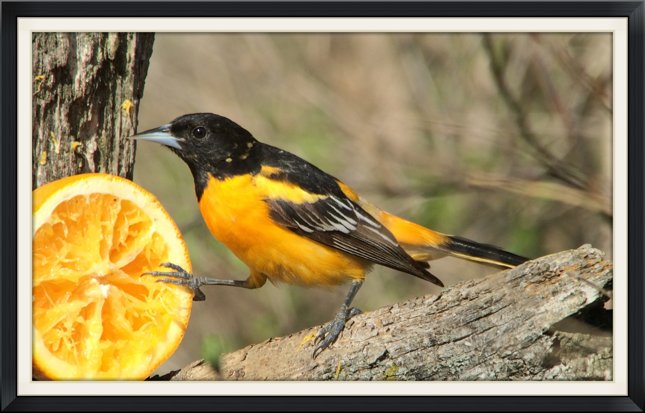 Baltimore oriole digiscoped with an iPhone
