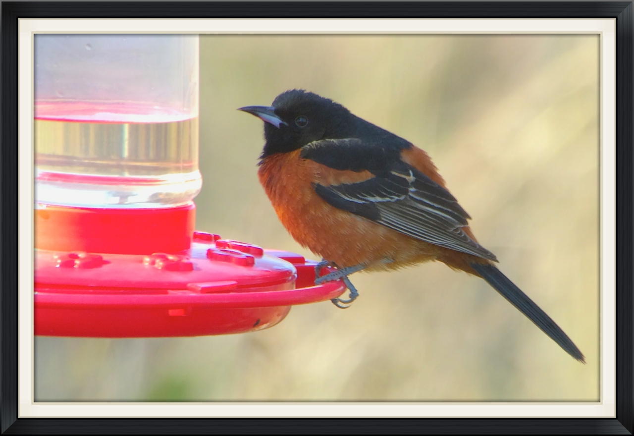 Orchard oriole digiscoped with an iPhone while carbo loading on some hummingbird nectar.