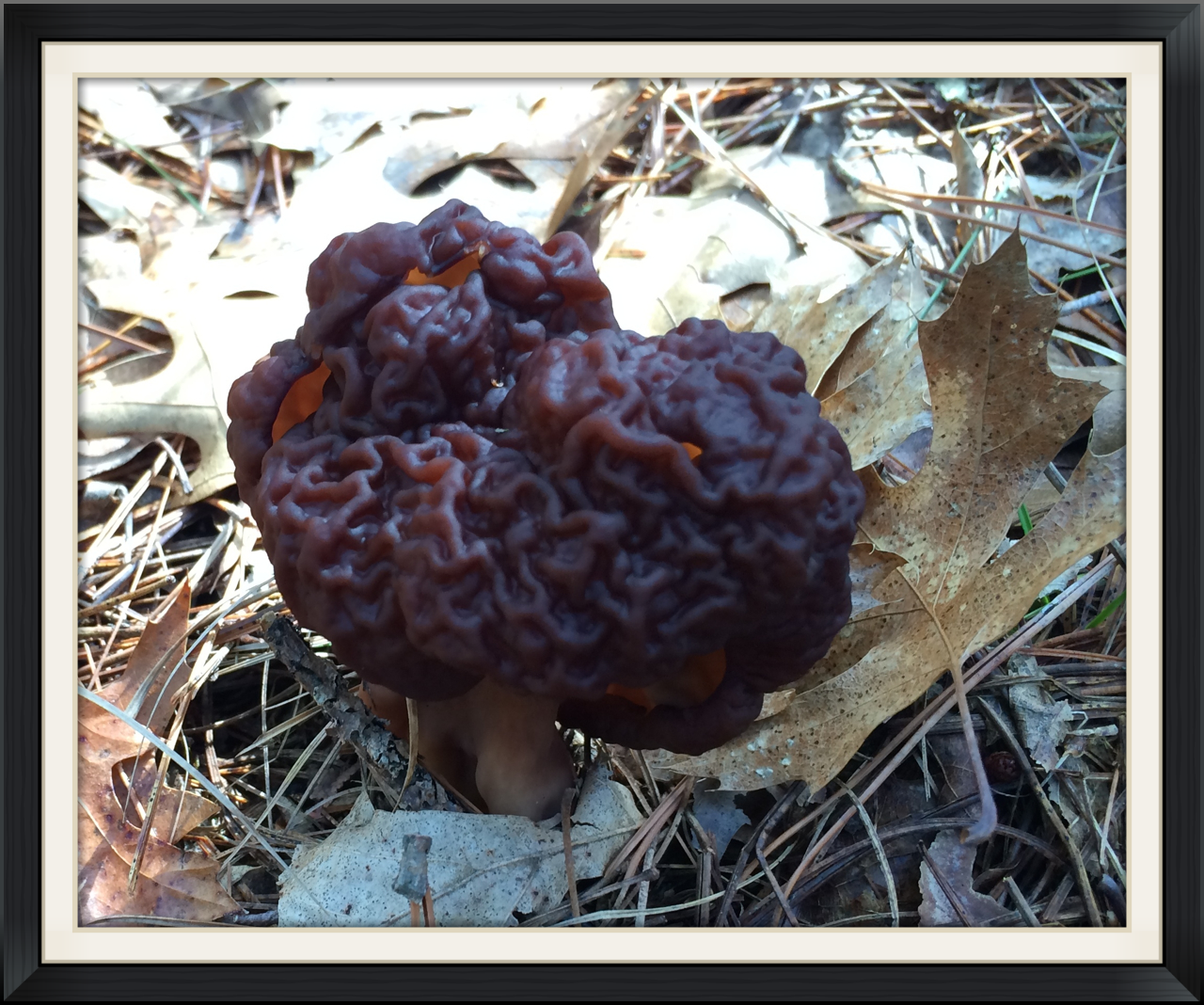 False morel aka "beefsteak" mushroom seen on our field trip.