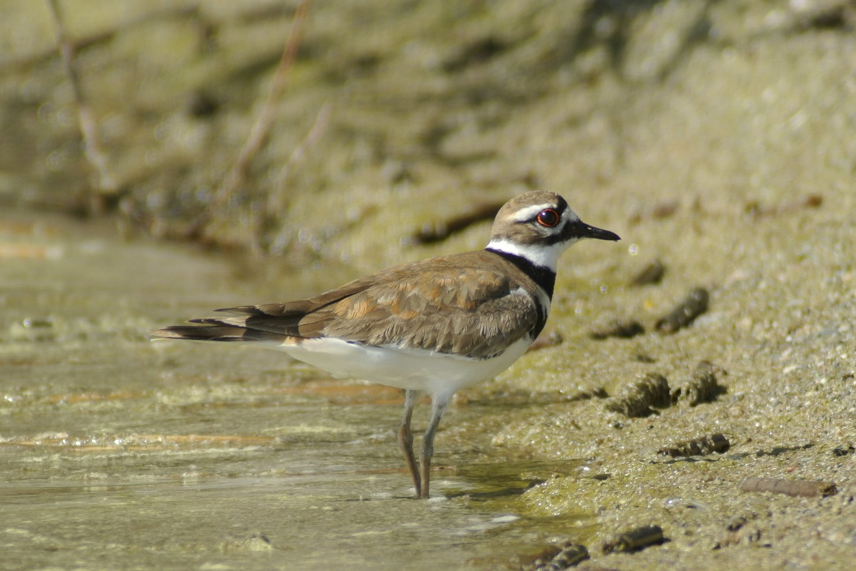 Killdeer.jpg