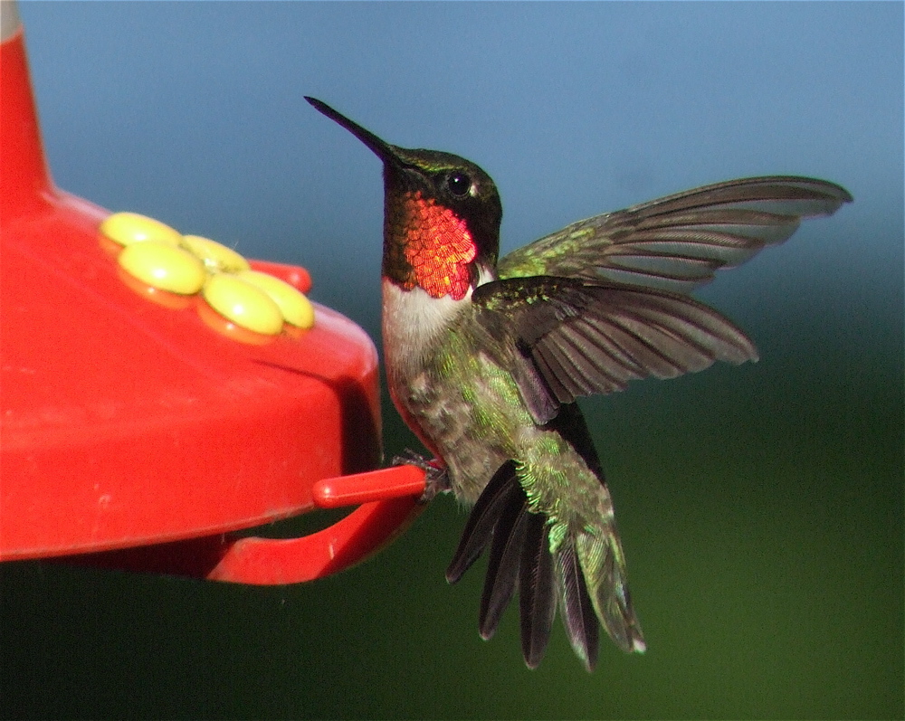 Ruby-throated Hummingbird Birdchick.JPG