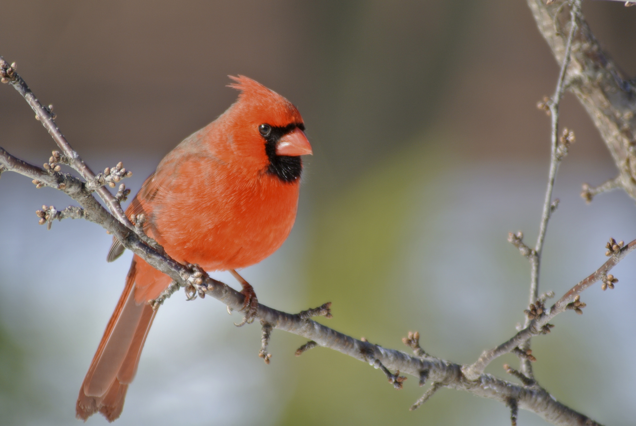 If you've ever enjoyed a cardinal, an oriole or ever noticed a warbler, please make the call or email. 