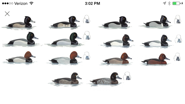 The duck hybrid page--oooooooooo!