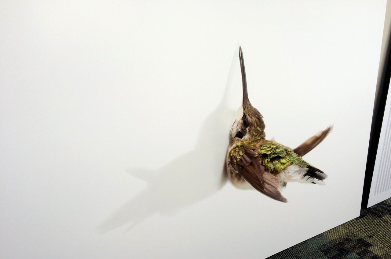 Artwork by Miranda Brandon. These were one of the huge prints Audubon Minnesota brought to Governor Dayton's office to bring home the point of why the Vikings Stadium needs to take birds into consideration.