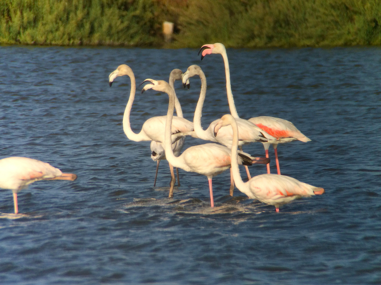 Flamingos seen on one of our bird excursions. We did see some fly over our bed and breakfast the Quinta da Praia das Fontes in Alcochete