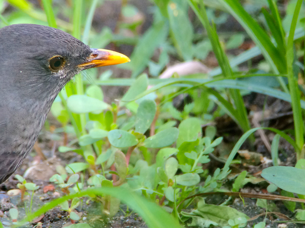 Blackbird working the grounds of our bed and breakfast. 