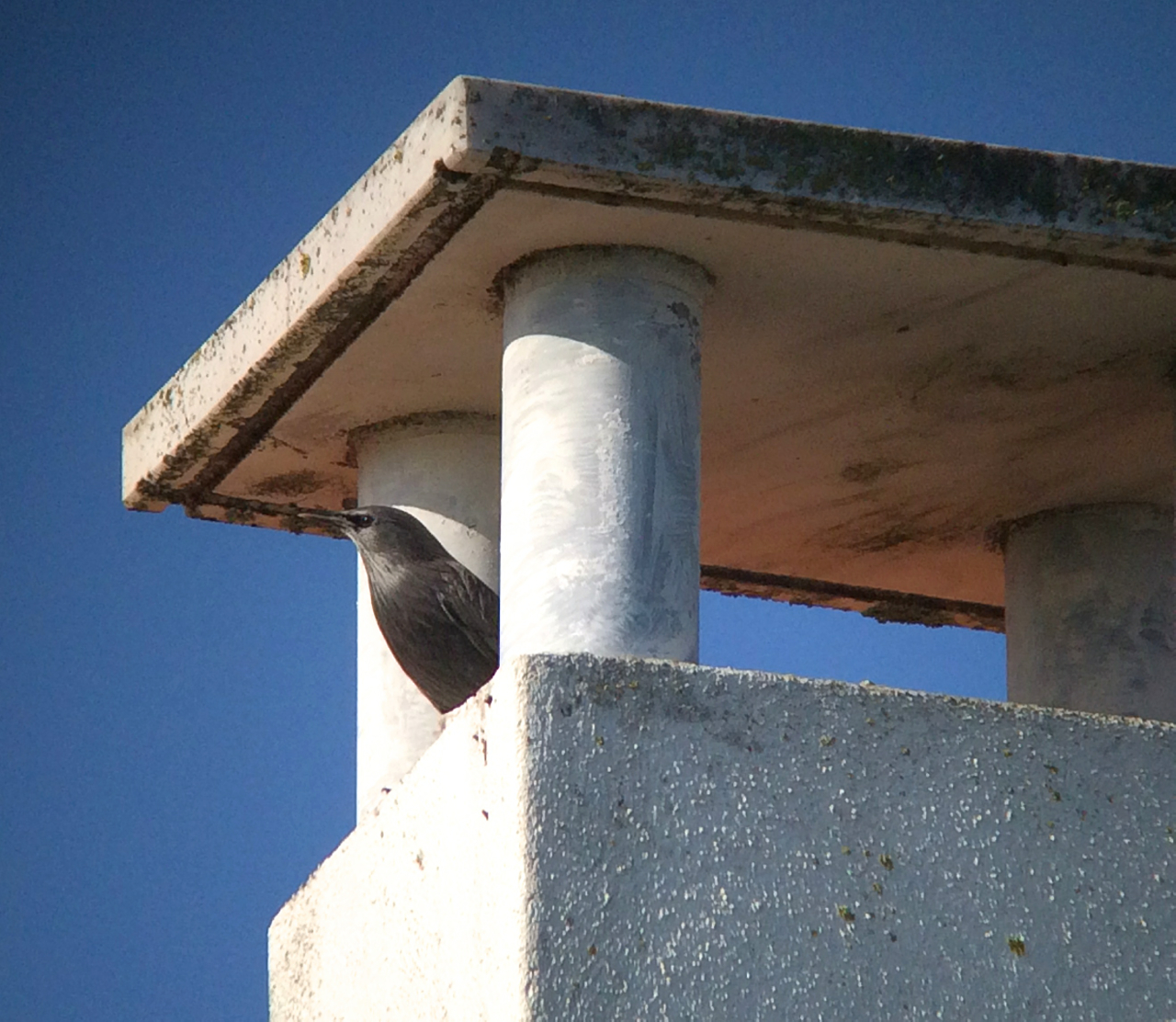 Check it out, it's a spotless starling--that's a thing, an actual species to see while in Portugal. 