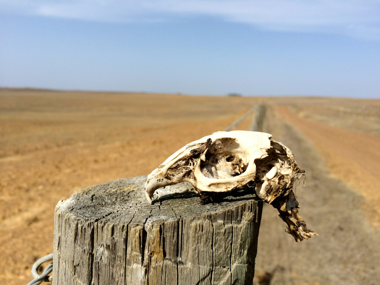 The autumnal countryside in southeastern Portugal can look rather bleak. This was a rabbit skull found along a fence line. The back of the skull had a bit of a triangular cut into the skull cavity. I can't help but wonder if an imperial eagle or buzzard are the cause of its demise. 