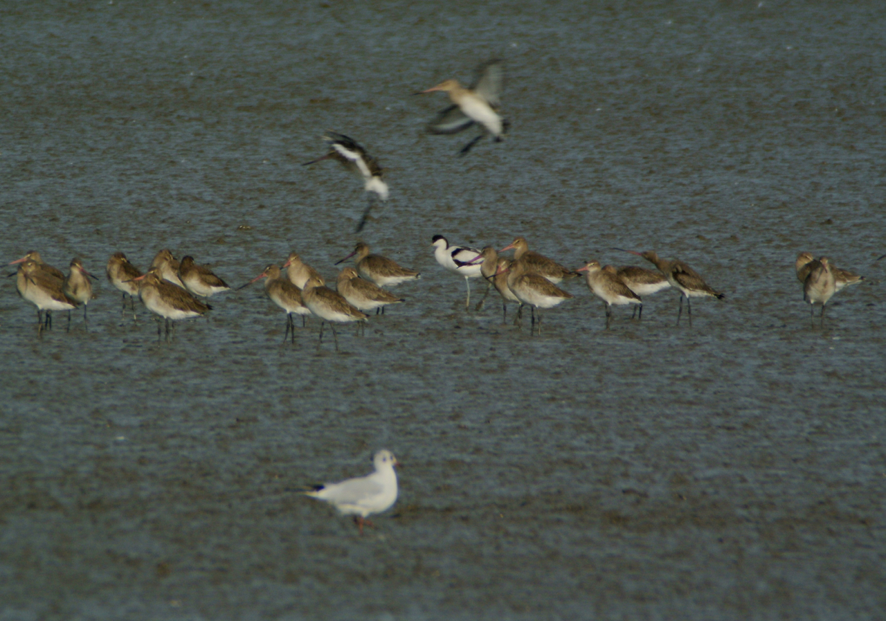 Black-tailed godwits, one pied avocet and one black-headed gull. 