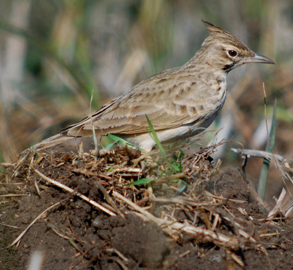 Crested larks surrounded us as we birded. Full disclosure, unlike other bird photos in this post, I digisocped this particular lark in Israel a few years ago. But I love crested larks and wanted to include one in this post.